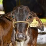 AGROPZACHIN EP impulsa una ganadería sostenible en la provincia